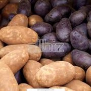 Оптовая продажа семян картофеля сортового фото