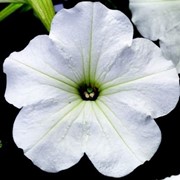 Семена цветов петунии Ура F1 1000 шт.драже белый фотография