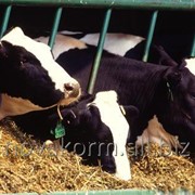 Порошок для быстрого восстановления энергии молочных коров после отела Кау Дринк фото