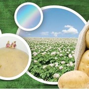 Листовое удобрение для картофеля Нутри-Файт РК фото