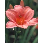 Лилейник “Pink Damask“ - Hemerocallis “Pink Damask “,фото, каталог, описание фото