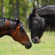 Кормовая добавка для лошадей Лактобифадол фото