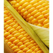 Семена кукурузы гибрид Днепровский 181 СВ