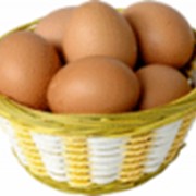 Производство столового яйца. фотография