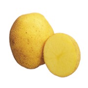 Картофель Винета фото