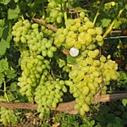 Виноград“ Восторг Мускатный белый“ фото