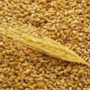 Крупная зерновая компания продает пшеницу