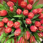 Тюльпаны Top Roy фото