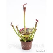 Саррацения -- Sarracenia фото