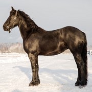 Лошади фризской породы Geke ut`e Polder