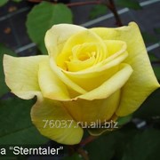 Роза Sterntaler