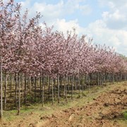 Черемуха Colorata фото