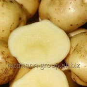 Семена картофеля в Молдове, Огниво фотография