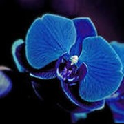 Экзотичные орхидеи фотография