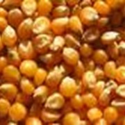 Семена кукурузы Молдавский-257СВ (ФАО 210), Молдавский-456МВ (ФАО 450) фото