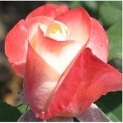 Розы, Роза флорибунда фото