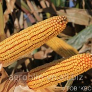 Насіння кукурудзи КВС-Україна КВС-6471* (з 12.03), міш