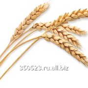 Пшеница мягких сортов 5 класс