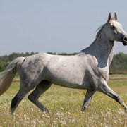 Лошади для спорта Рокодера II фото