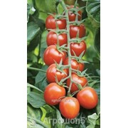 Семена черри-томата Черри Ликопа F1.1000 семян