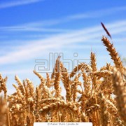 Пшеница фуражная 3 класс, Зерновые, бобовые и крупяные культуры фотография