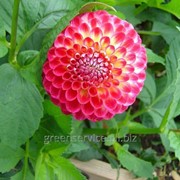 Георгин Kenora Fireball фото