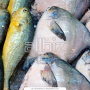 Продукция рыбная