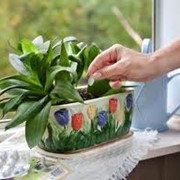 Вермисол, регулятор роста для декоративно-цветущих растений