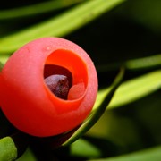 Тис ягодный “Taxus baccata“ фотография