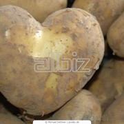 Универсальный картофель