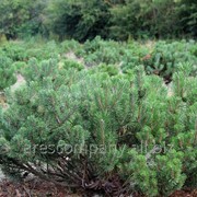 Сосна горная Pinus mugo subsp. mugo 160-180 C132f