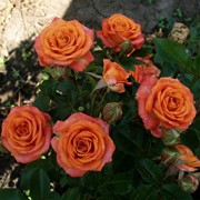 Роза спрей Бейби Оранж (Baby Orange)