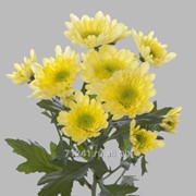 Хризантема кустовая Radost Yellow фото