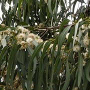 Эвкалипт шариковый (Eucalyptus globulus, Tasmanian bluegum) листья 100 грамм фото