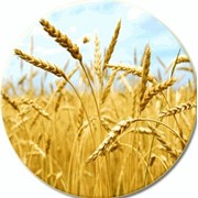 Семена пшеницы Колумбия