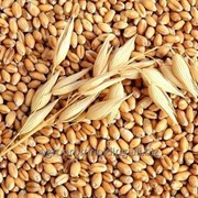 Пшеница фуражная фото