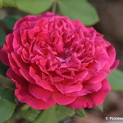 Саженцы роз густомахровые Abbé Bramérel фото
