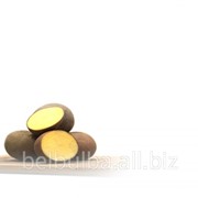 Картофель семенной Розалинд 2 РС фотография