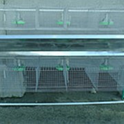 Клетка для кроликов КОП-2 откормочная пристеночная двухэтажная