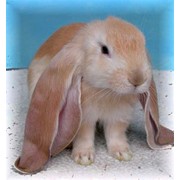 Кролики породы английский баран фото