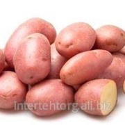 Картофель розовый (сорт Ред Скарлет, Жуковский) фото