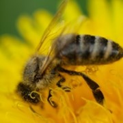 Продукция пчеловодства фотография