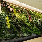 Вертикальное озеленение (Стены и панно из живых растений) фото