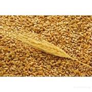 Закупаем пшеницу 3, 4, 5 класса на постоянной основе фото