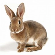 Комбикорм и премикс для кролей (с пробиотиком)