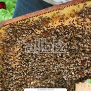 Отбор мёда из ульев для выкачки