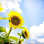 Шрот подсолнечный фото
