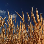 Семена озимой пшеницы Крастал фото
