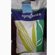 Семена гибридов кукурузы (Рioneer, NS, Monsanto, Limagrain, Singenta, Еuralis)