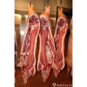 Свинина охлажденная 2 категория порода дюрок фото